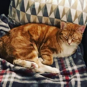 Meet your Posher, Annie